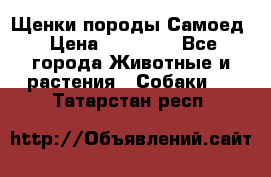 Щенки породы Самоед › Цена ­ 20 000 - Все города Животные и растения » Собаки   . Татарстан респ.